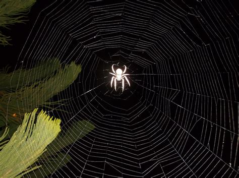 beautiful spider web  night night spider   wicked web