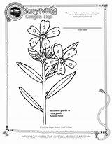 Coloring Oregon Trail Pages Getcolorings Printable sketch template