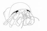 Crab Coloring Pages Hermit Printable Outline Coconut Drawing Shy Tattoo Color Kids Designlooter Tattooimages Biz Getcolorings Getdrawings Template 34kb 800px sketch template