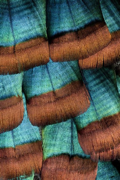 oscellated turkey feathers patterns  nature pictures  draw