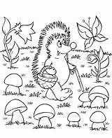 Coloring Autumn Hedgehog Mushrooms Colouring Topcoloringpages Print sketch template