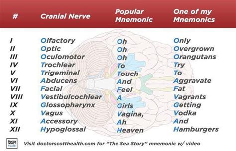nsfw mnemonic    human cranial nerves ranatomy