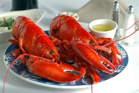 sale  packs   maine lobsters