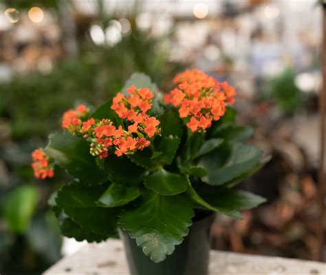 4 Flowering Kalanchoe Indoor Plants Tropicals West