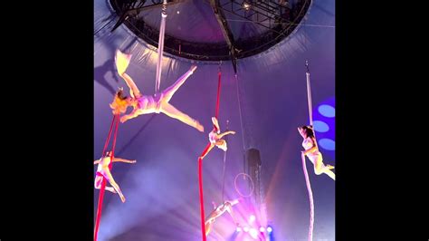 jersey shore circus features adults  show youtube