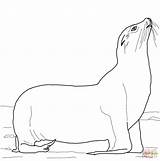 Lion Sea Coloring Pages California Beach Drawing sketch template