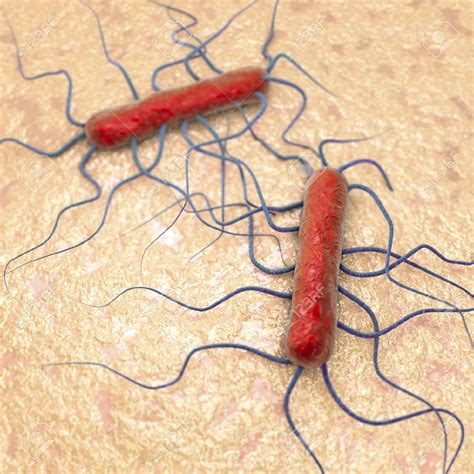 listeria monocytogenes la bacteria mas famosa de este verano