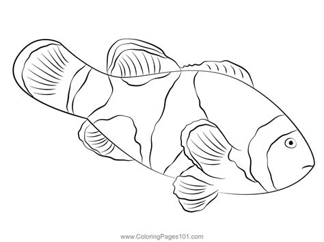 black onyx clown fish coloring page  kids  clownfishes