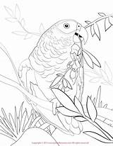 Parrot Grey African Coloring Pages Color Gray Drawings Printable Birds Bird Print Flamingo Coloringbay Visit Getcolorings Adult Adults 1275 74kb sketch template