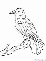 Raven Coloring Pages Drawing Outline Book Drawings Printable Baltimore Animal Ravens Bird Colouring Getdrawings Color Line Paintingvalley Site Books Birds sketch template