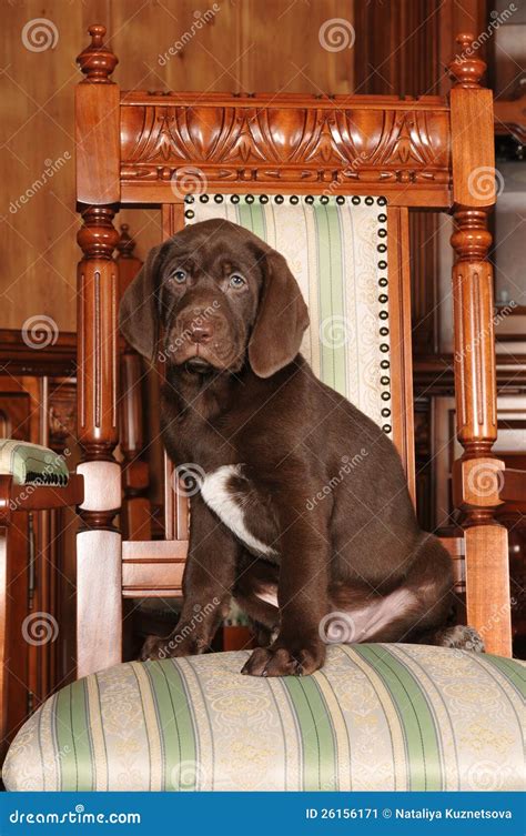 cute brown puppy portrait stock image image  camera