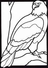 Colorat Vultur Aquile Desene Vulturi Planse Stampare Desenati Aquila Pasari Salbatice Scaricare Atuttodonna sketch template