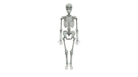 human female skeleton    model  gw anthropology