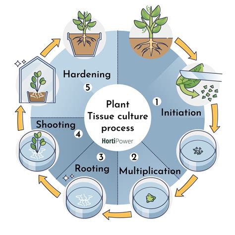 tissue culture  lighting   practices hortipower