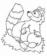 Colorat Nocturnal Imagini Raccoon Raton Planse Desene Gratuite Coloringhome Fise Colorare Printat Fisa sketch template