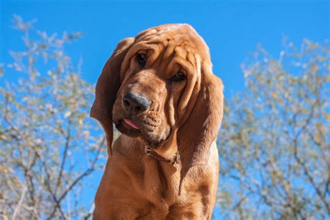 bloodhound dog breed characteristics care