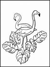 Fenicottero Colorare Disegni Flamingi Flamingo Flamingos Szkic Ilustracji Dzieci Bambini Kolorowanka Wektor Dorosłych sketch template
