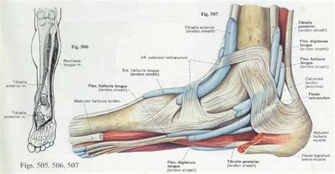 foot anatomy  function  elliots world