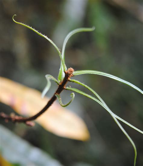 oleandra neriiformis ferns  lycophytes   world