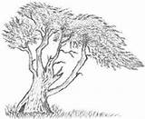 Cypress Louisiana sketch template