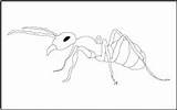Ant Coloring Insects Tracing Bugs Pages Mathworksheets4kids sketch template