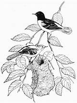 Oriole Coloring Pages Getdrawings sketch template