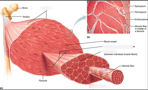muscles  muscle tissue diagram quizlet