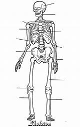 Skeleton Human Blank Body Anatomy Printable Skeletal System Pages Worksheet Unlabelled Kids Coloring Diagram Label Labels Parts Outline Skeletons Science sketch template