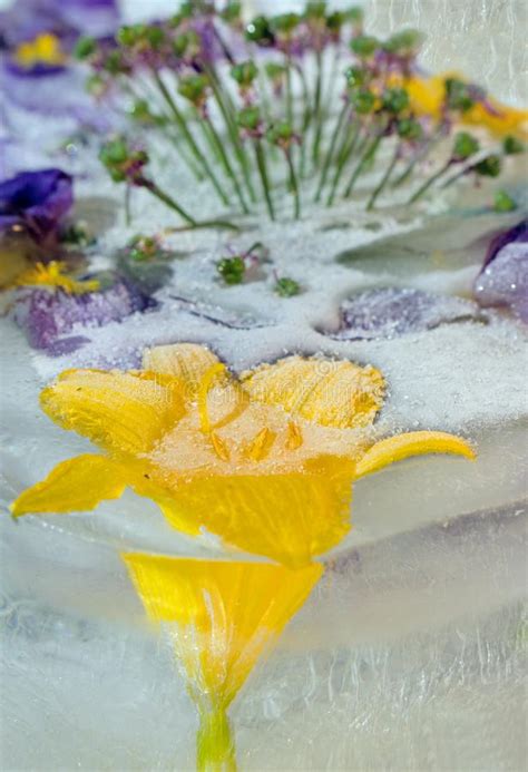 Frozen Flower Of Iris Stock Image Image Of Cold Leaf 143404929