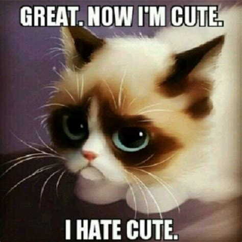 cute grumpy cat animals grumpy cat pinterest