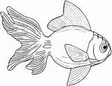 Pesce Pesci Goldfish Pesciolini Poisson Disegno Stampare Pesciolino Semplice Disegnidacolorare Animali sketch template