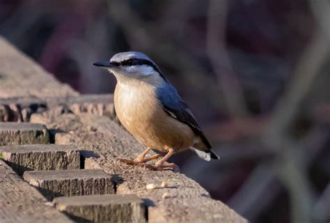 vogels kijken vanuit huis vogelbescherming biedt gratis cursussen aan