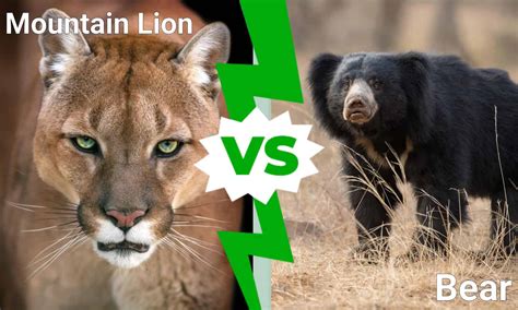 mountain lion  bear   win   fight   animals