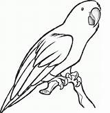 Parrot Coloring Drawing Pages Sketch Printable Macaw Bird Parrots Colour Step Drawings Cute Realistic Pencil Kids Outline Clipart Colouring Print sketch template