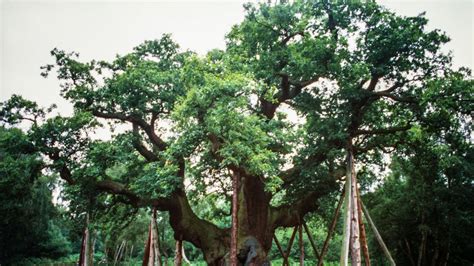 tysiacletni major oak uszkodzony byl kryjowka legendarnego robin hooda