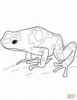 Frog Poison Dart Coloring Pages Yellow Banded Printable Drawing Drawings Blue Dot sketch template