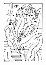 Coloring Protea sketch template
