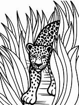 Jaguar Coloring Pages Rainforest Animal Color Grass Printable Jaguars Animals Drawing Drawings Tall Jacksonville Crafts Car Head Baby Forest Kids sketch template