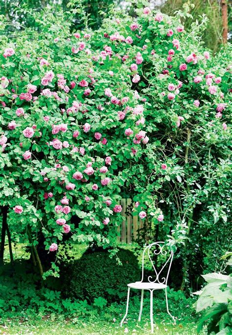 poetic garden full  roses floral garden ideas havedesign ideer