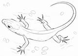 Lizard Coloring Pages Drawing Gecko Draw Skink Realistic Lizards Printable Step Reptiles Frilled Una Tutorials Drawings Small Horned Getdrawings Parentune sketch template