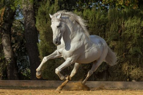 azteca horse breed profile history characteristics