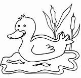 Enten Malvorlagen Malvorlagen1001 Ducks Animales sketch template