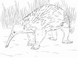 Echidna Long Beaked Western Coloring Pages Categories sketch template