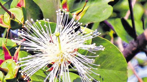 sonneratia alba species declared state mangrove tree of
