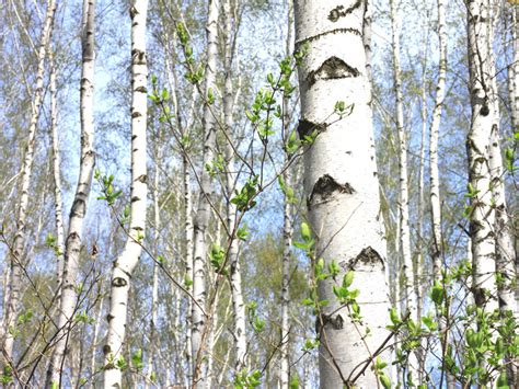paper birch tree facts   care   paper birch tree