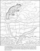 Coloring Iguana Marine Pages Reptiles Dover Publications Doverpublications 306px 3kb Drawings Children Colouring sketch template