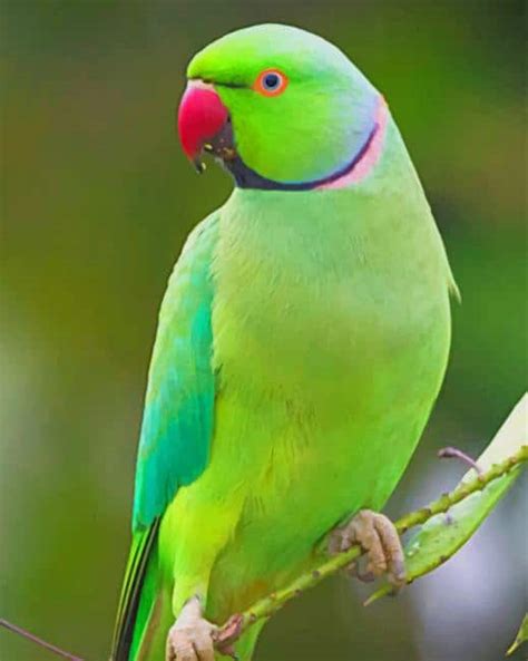 indian green parrot birds paint  numbers num paint kit