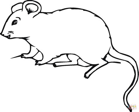 rat  coloring page  printable coloring pages