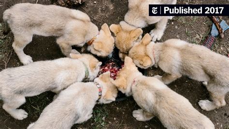 wolf puppies  adorable    call   wild   york times