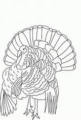 Turkey Coloring Pages Thanksgiving Wild Printable Drawing Turkeys Kids Print Line Color Bestcoloringpagesforkids Sheets Printables Cartoon Drawings Tom Popular Happy sketch template